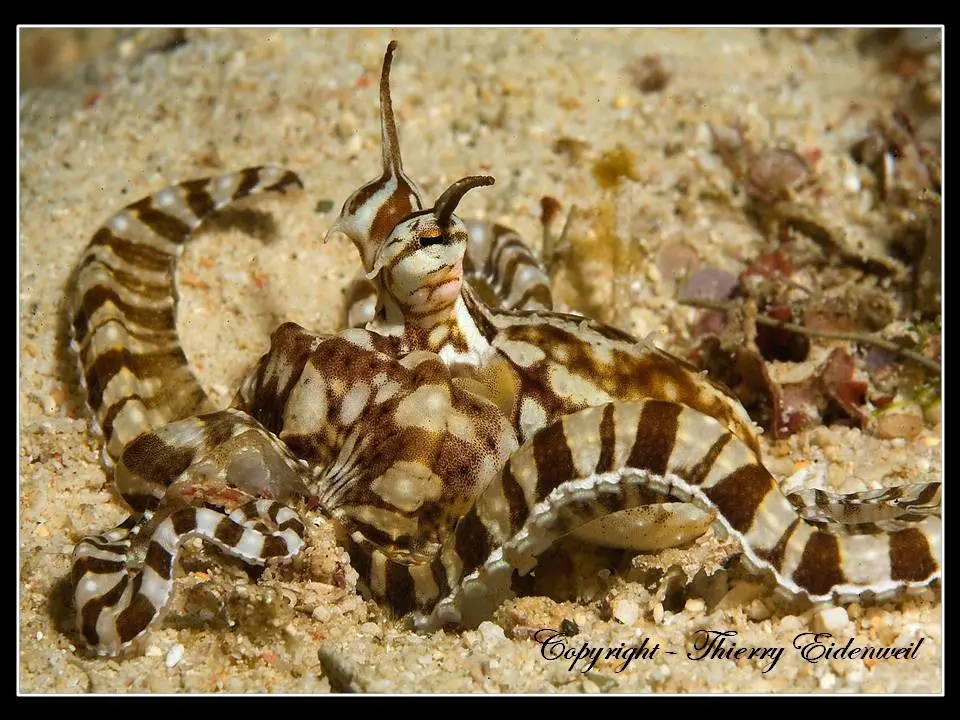 Anilao Macro Dive Media Highlight